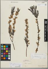 Foto von Salix repens subsp. incubacea (L.) A. Neumann
